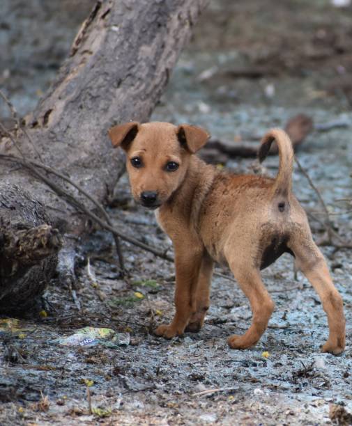 istock Cute Domestic puppy or dogy or pets 1198929603