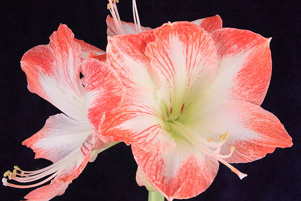 amaryllis in bloom stock photo
