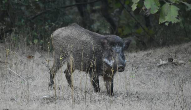 istock Black Wild boar into the forest 1198930371