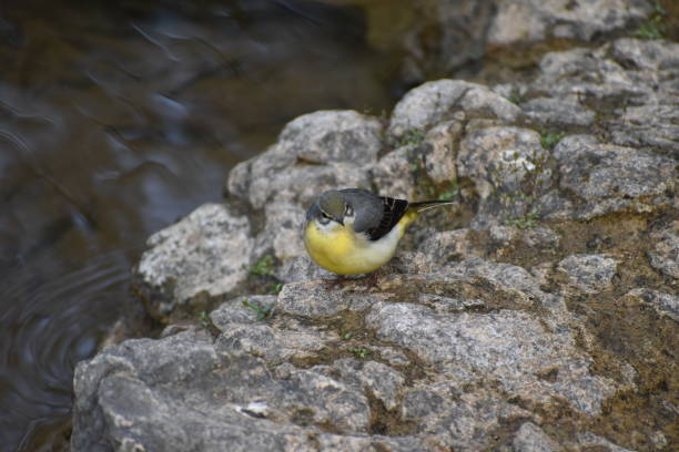 istock Yellow breasted bulbul bird 1198930483
