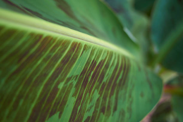istock Musa acuminata var. zebrina 1198931135