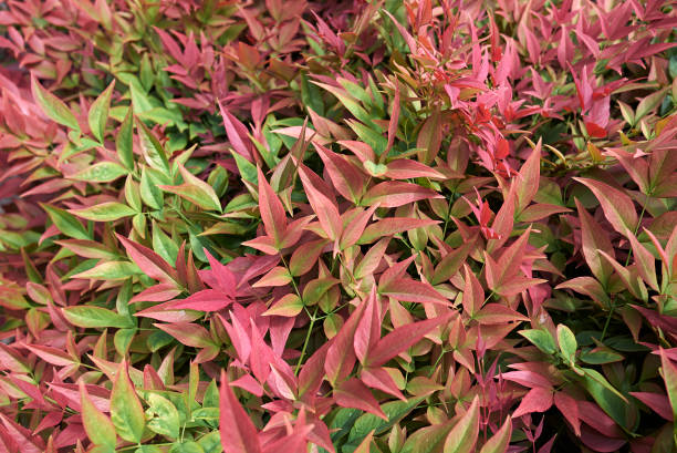 Nandina domestica Nandina domestica colorful foliage barberry family photos stock pictures, royalty-free photos & images