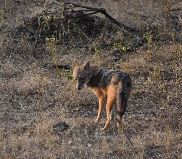 istock Black backed jackle looking in gir national park 1198931263