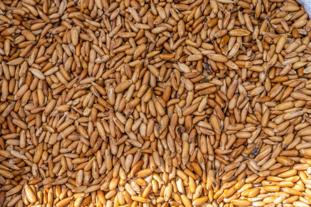 istock A pile of pine nuts 1198931296