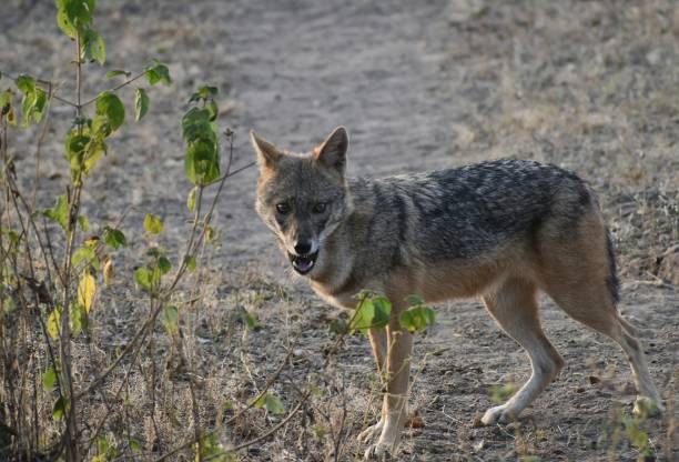 Black backed jackle in gir national park