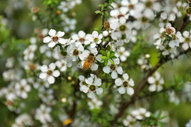 Honeybee on Manuka (Leptospermum scoparium) New Zealand's Tea Tree in Soft Focus.

The nectar source for the highly valued antibacterial Manuka Honey made by New Zealand's Honey Bees. Manuka Honeys are thought to be so potent at healing infections that many hospitals around the world are now turning to them.