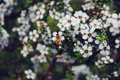 Honeybee on Manuka (Leptospermum scoparium) New Zealand's Tea Tree in Soft Focus.

The nectar source for the highly valued antibacterial Manuka Honey made by New Zealand's Honey Bees. Manuka Honeys are thought to be so potent at healing infections that many hospitals around the world are now turning to them.