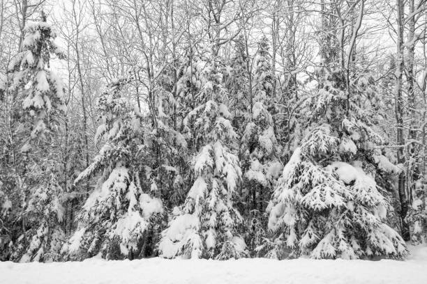 Winter forest blizzard. Trees with snow in Minnesota