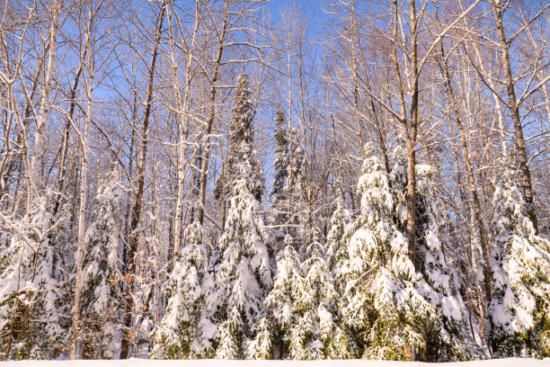 Winter weather in Small town Minnesota. Heartland United States. Trees with snow.