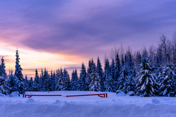 Sunrise / sunset over heavy covered trees with snow. Horizontal outdoors bold north.
