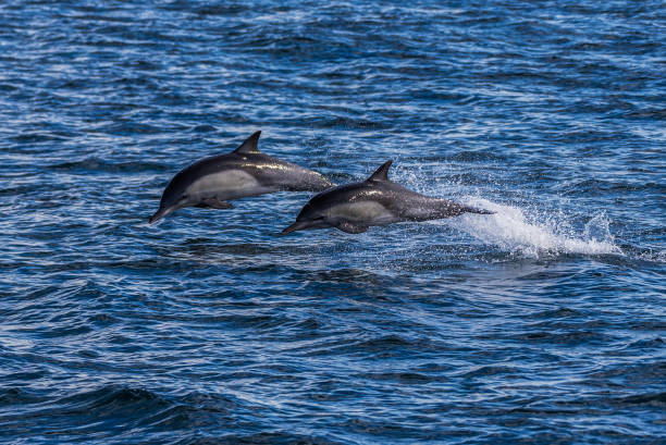 California common dolphins making splashes of ocean water while breaching the surface and jump out of the water.