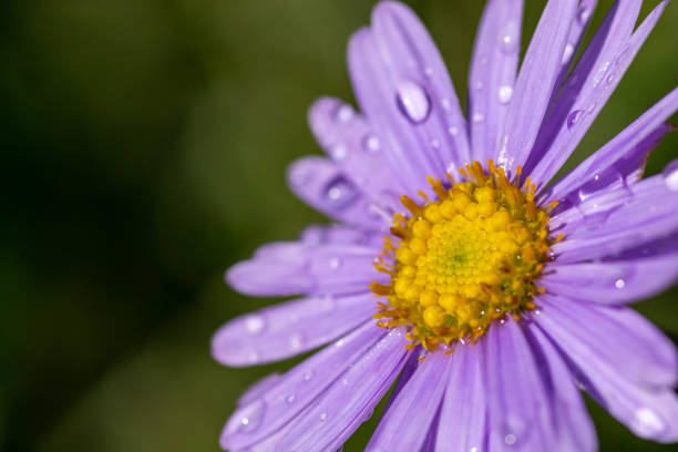 istock Purple chrysanthemum after the rain 1198933894