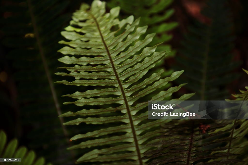 Blechnum Novae-Zelandiae (Palm-Leaf Fern) or Kiokio Close-Up of a Blechnum Novae-Zelandiae (Palm-Leaf Fern) or Kiokio in Full Frame. Abstract Stock Photo