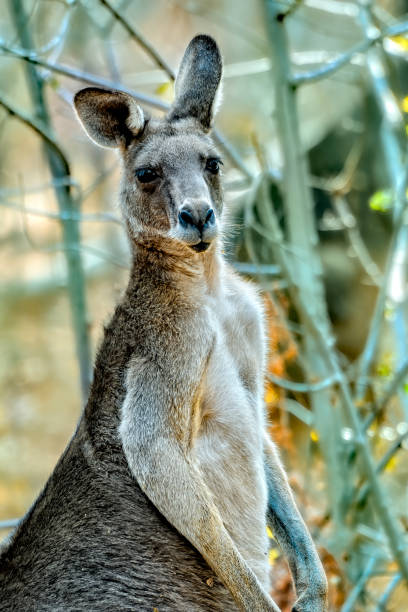 istock Grey Kangaroo in the bushland 1198937529