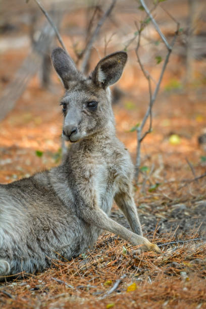 istock Grey Kangaroo in the bushland 1198937671