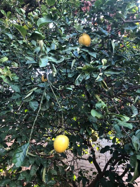 istock Lime tree hanging with organic fresh ripe  lemons 1198938315