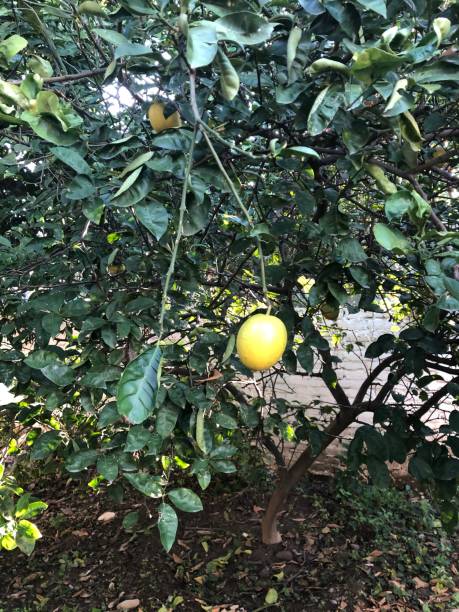 istock Lime tree hanging with organic fresh ripe  lemon surrounded with green leaves 1198938319