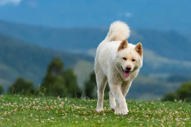 Image of a white Akita dog walking on a grassy field