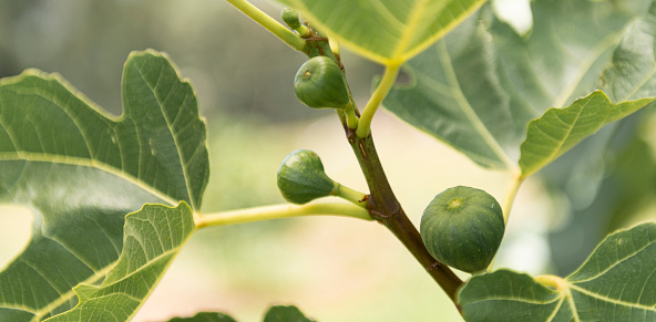 A close-up view of a fig tree with unripe figs