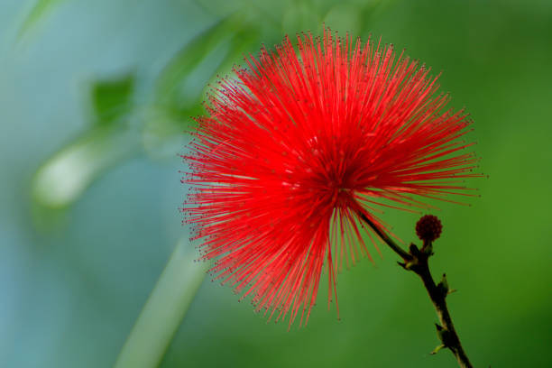 istock Calliandra emarginata/Red powder puff 1198940169
