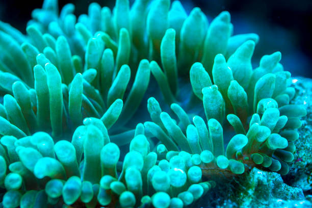 istock green bubble tip anemone in underwater 1198940275