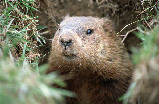 Ground hog peeking out of his hole