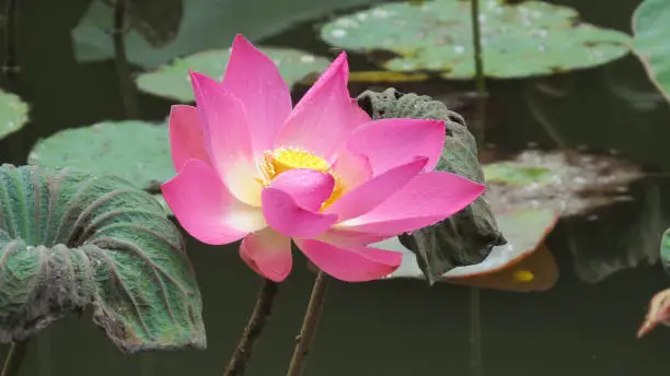 Single pink and yellow lotus flower in a pond after the rain