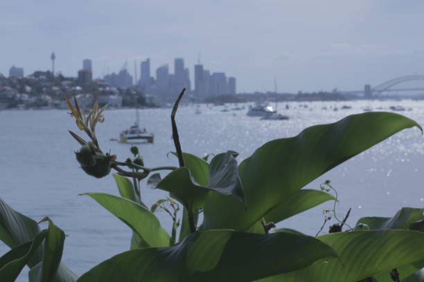 istock Sydney Harbour with leaves in foreground 1198944497