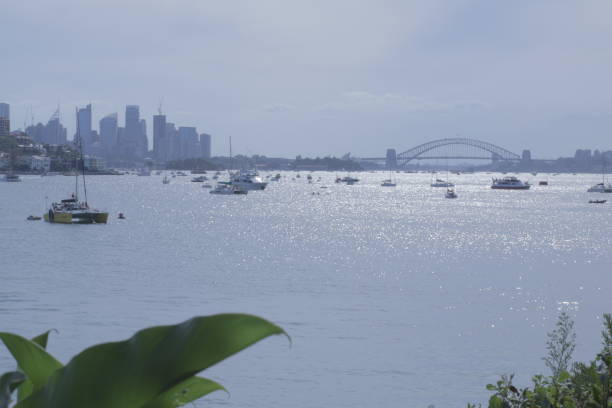 Sydney Harbour with leaves in foreground