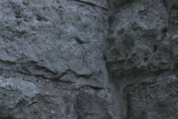 Large long-legged Spider in a web, with a rock background