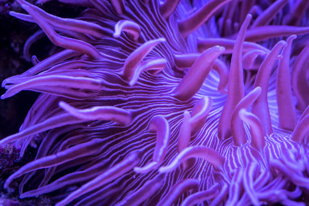 closeup view of Striped Long Tentacle Anemone in underwater closeup view of Striped Long Tentacle Anemone in underwater macrodactyla doreensis stock pictures, royalty-free photos & images