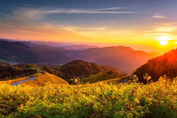 Photo of Mexican Sunflower on Doi Mae U Ko Hill at Sunset in Winter, Mae Hong Son Province, Thailand