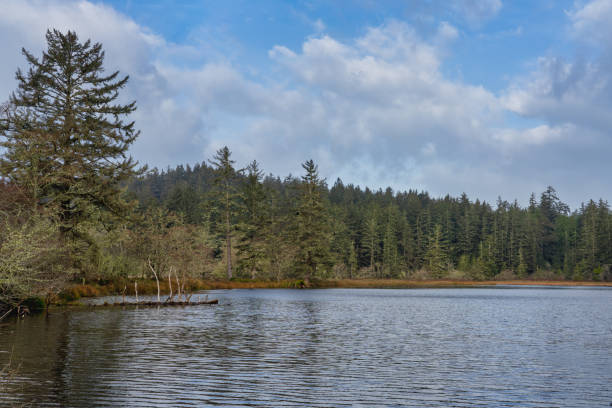 istock Lagoon and Wetlands In Western Washington State 1198947028