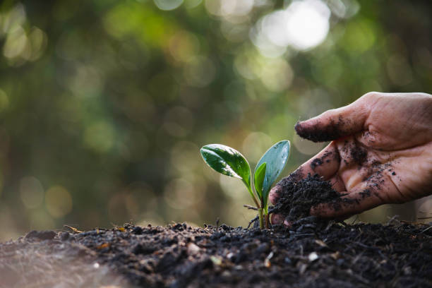istock Seedling concept by human hand with young tree on blurred background. 1198947705