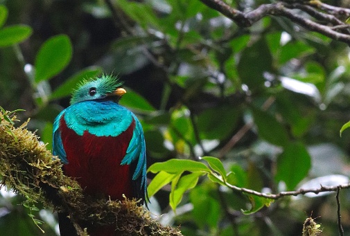 The iconic cultural symbol for past and present people of the central america's, the resplendent quetzal is a special sighting for wildlife enthusiasts visiting the Costa Rican cloud forests.