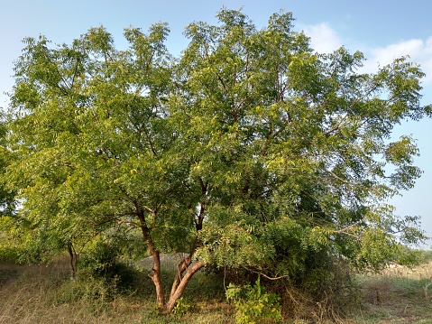It is a neem tree, it is very useful. It is very useful in Ayurveda