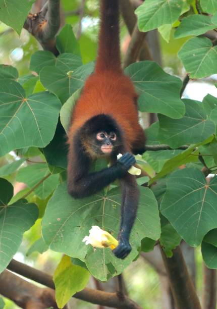 Spider Monkeys feeding in the treetops