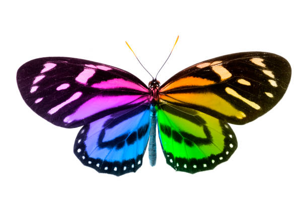 istock Butterfly in Rainbow Colors Isolated On White 1198950329