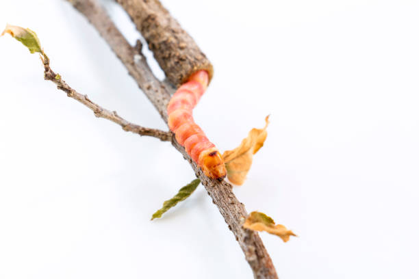 rote zeuzera coffeae oder motten stammborder zerstören baum, es sind gefährliche insektenschädlinge mit pflanzenkrankheit von gemüse und landwirtschaft. - crop farm nature man made stock-fotos und bilder