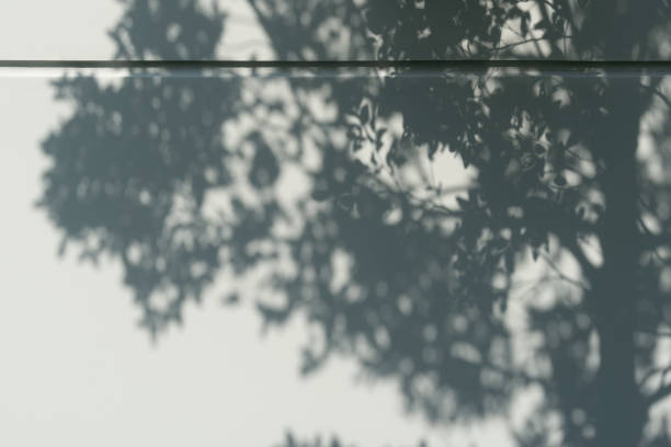 Tree Shaadow 40+ Treeshadow Stock Photos, Pictures & Royalty-Free Images - iStock