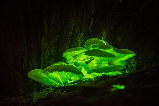 Omphalotus nidiformis Bioluminescence Fungi which i have found at Thirlmere lakes National park, Couridjah, NSW, Australia  April 6th, 2019.