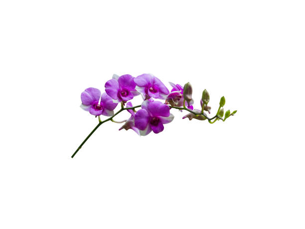 istock orchid flower isolated include clipping path on white background 1198952079