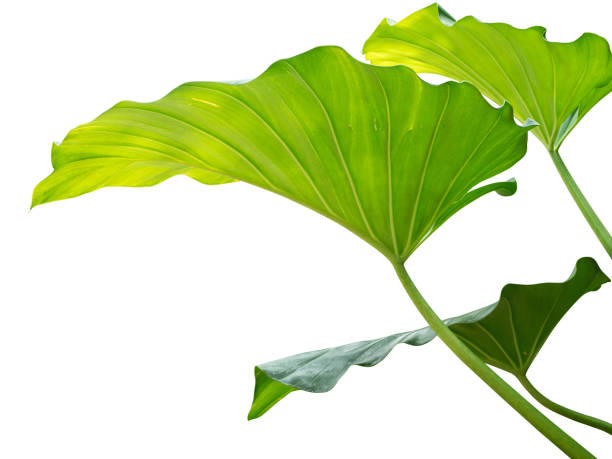 istock jungle plant bush tree isolated include clipping path on white background 1198952158