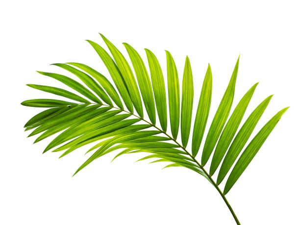 istock jungle plant bush tree isolated include clipping path on white background 1198952237