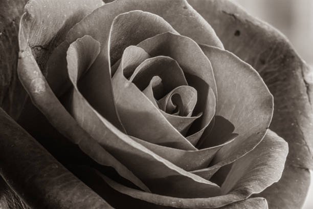 istock Red rose close up black and white 1198953114