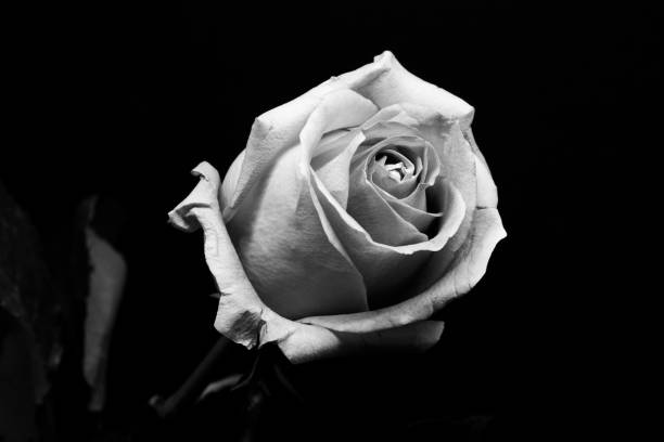 istock Pink rose close up black and white 1198953732