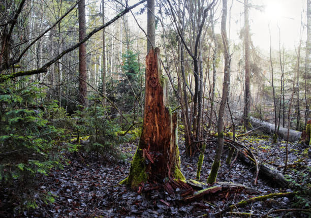 istock Old tree stump in woodland, covered with moss and leaf. 1198953756