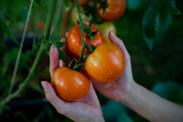 istock Farmers hands with fresh harvested tomatoes. 1198955361