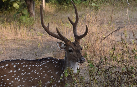 Indian Spotted Deer Or Axis Axis Deer In Gir National Park Stock Photo - Download Image Now - iStock Indian Spotted Deer Or Axis Axis Deer In Gir National Park Stock Photo - Download Image Now - iStock