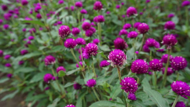 istock Beautiful Small flowers in the garden 1198956068